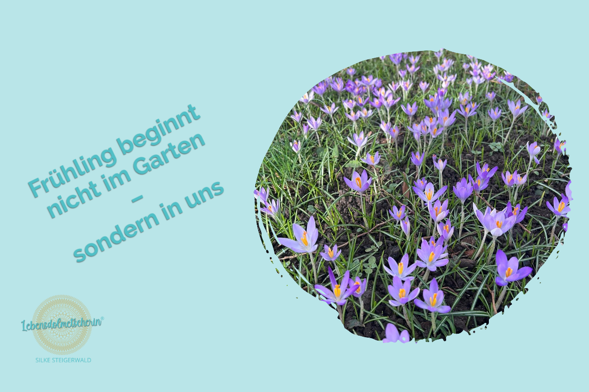 Blog-Titelbild Frühling in uns Lila Krokusse im Frühling mit Zitat „Frühling beginnt nicht im Garten – sondern in uns“ vor türkisfarbenem Hintergrund